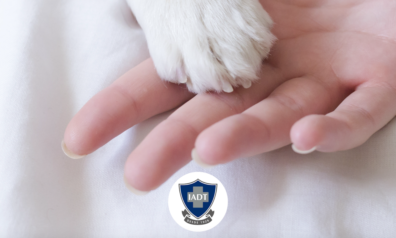 Visita de mascotas: cuidado emocional del paciente internado